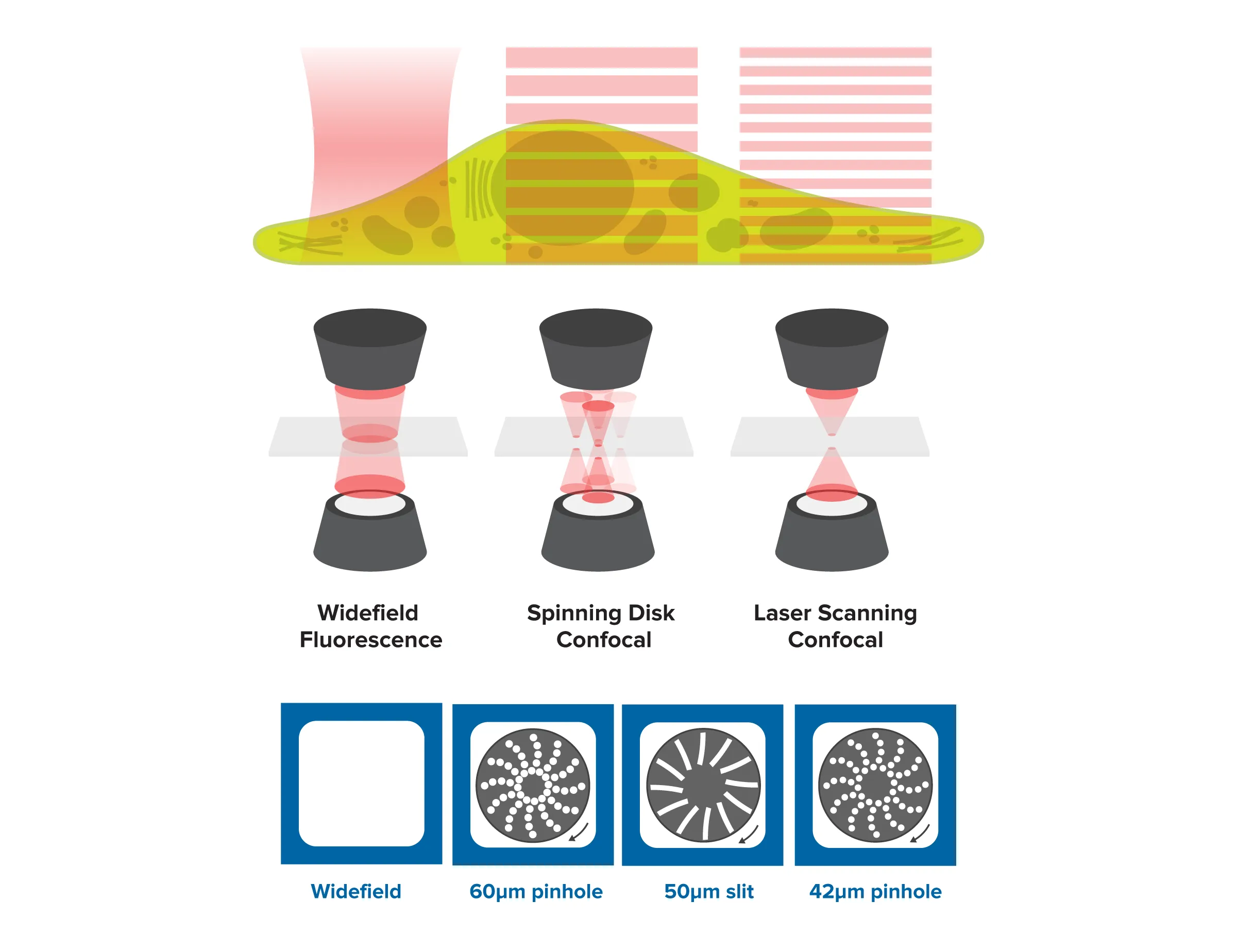 Graphic showing differences between confocal microscopes