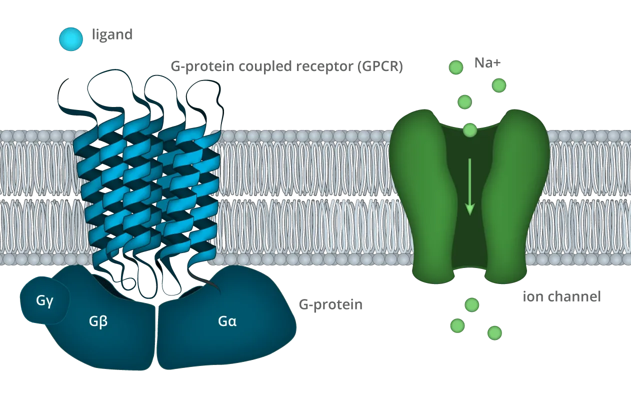 Graphic of a human cell lipid bilayer